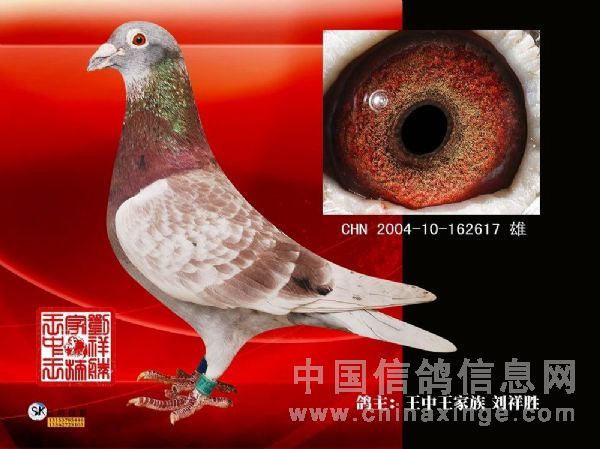 绛色鸽是参加公棚赛不可缺少的利器