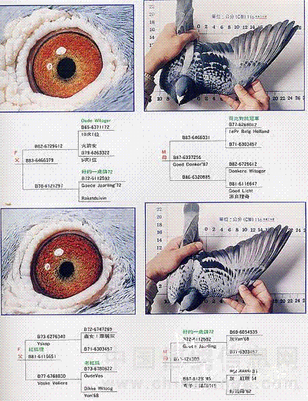 包头温氏鸽业配对图图片