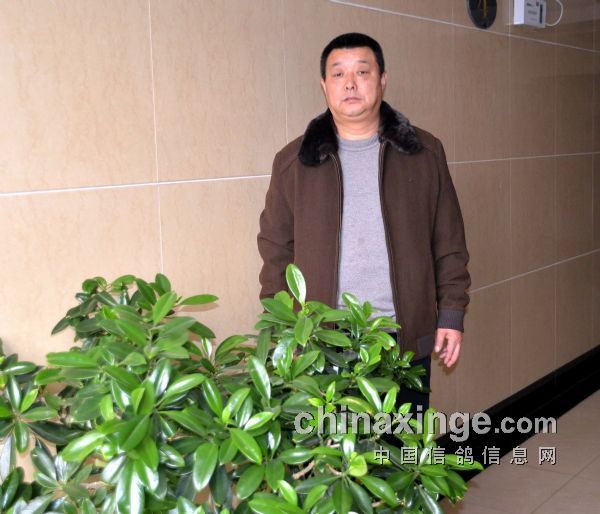 记郑州赛鸽名家董森先生