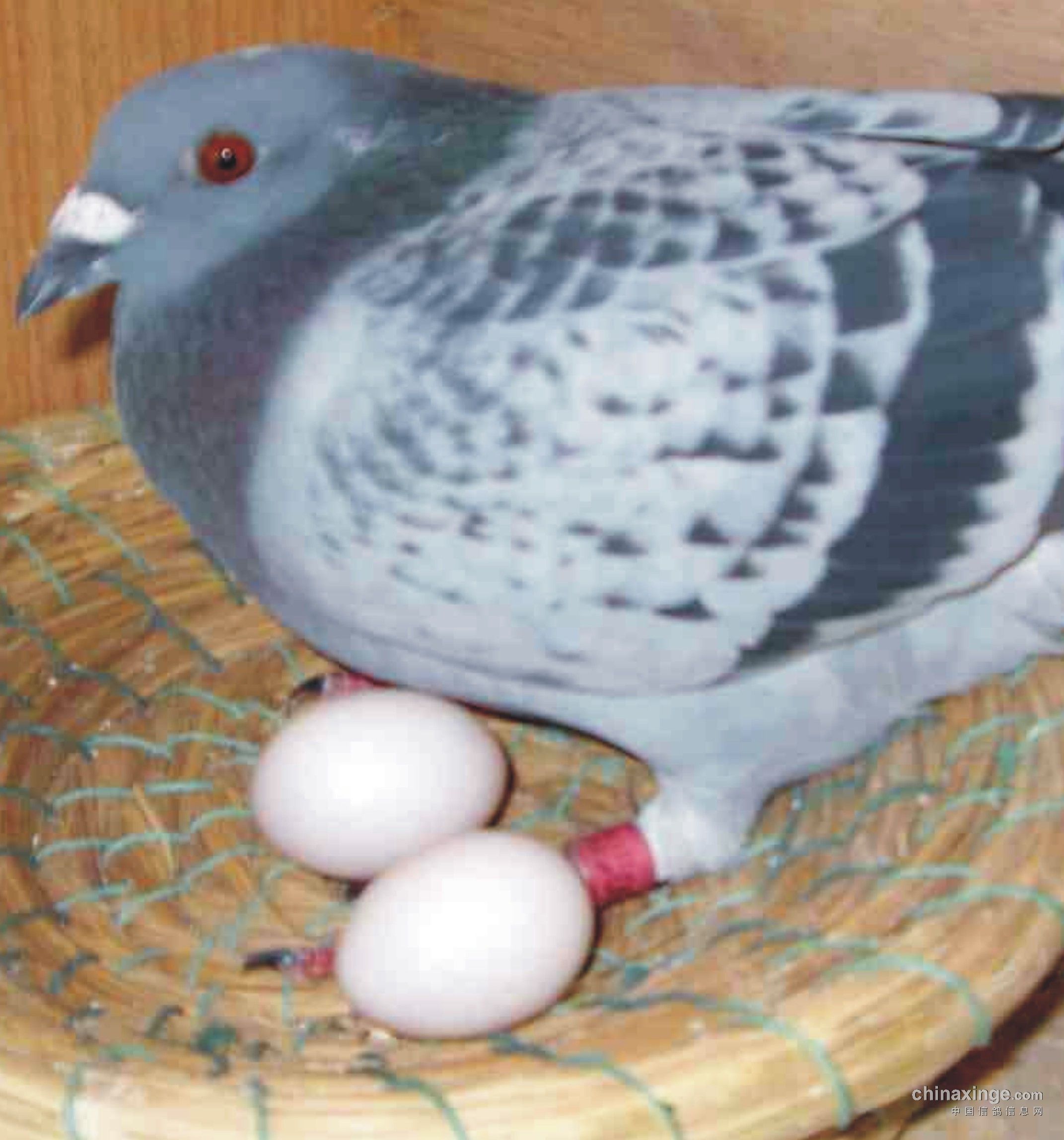 在鸽友家闲聊,顺便观赏了一下鸽子,看到鸽友的种鸽都在孵蛋