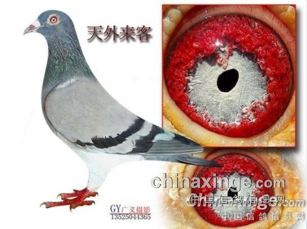 鸽眼-秋风鸽舍-中信网各地鸽舍