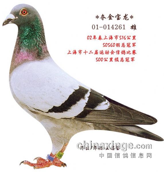 10-37309512年上海市1000公里350名区8名外祖父是"夺金宝龙"×"小迪龙