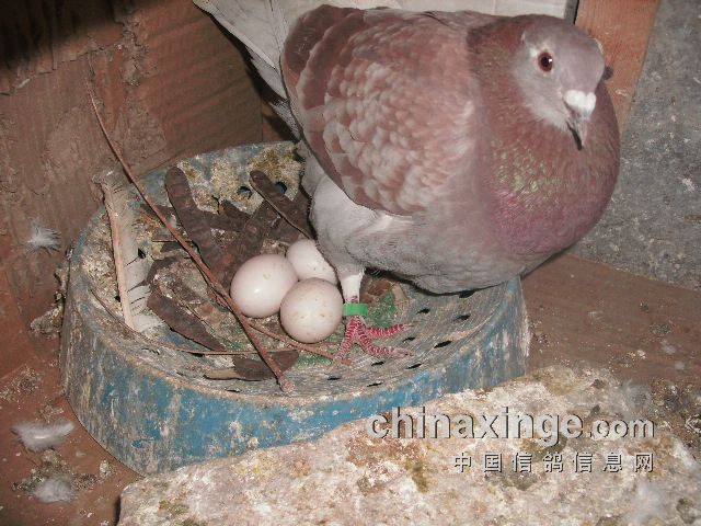 鸽子蛋孵十天死胎图片图片