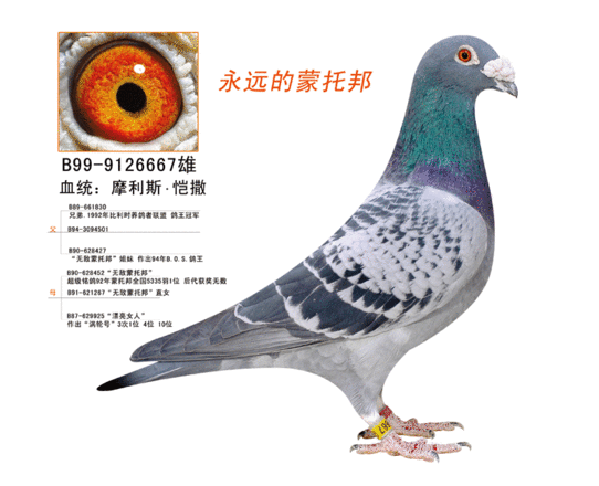 本舍鸽系;基础种鸽;摩利斯凯萨红凯萨沙漠风暴电脖风暴海尔曼