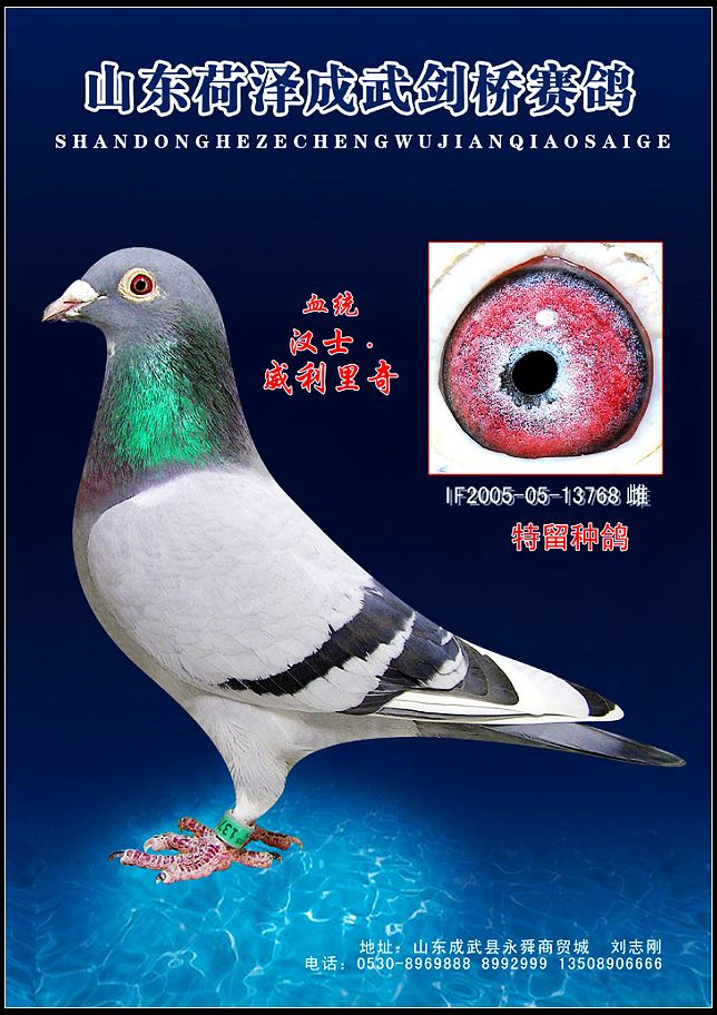 山东成武鑫森淼焱鸽舍