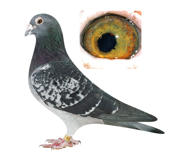 帆之队-中国信鸽信息网 www.chinaxinge.com