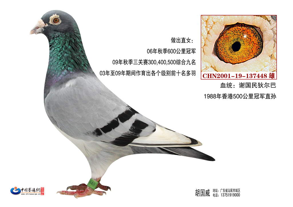 金汇家园-中信网各地鸽舍