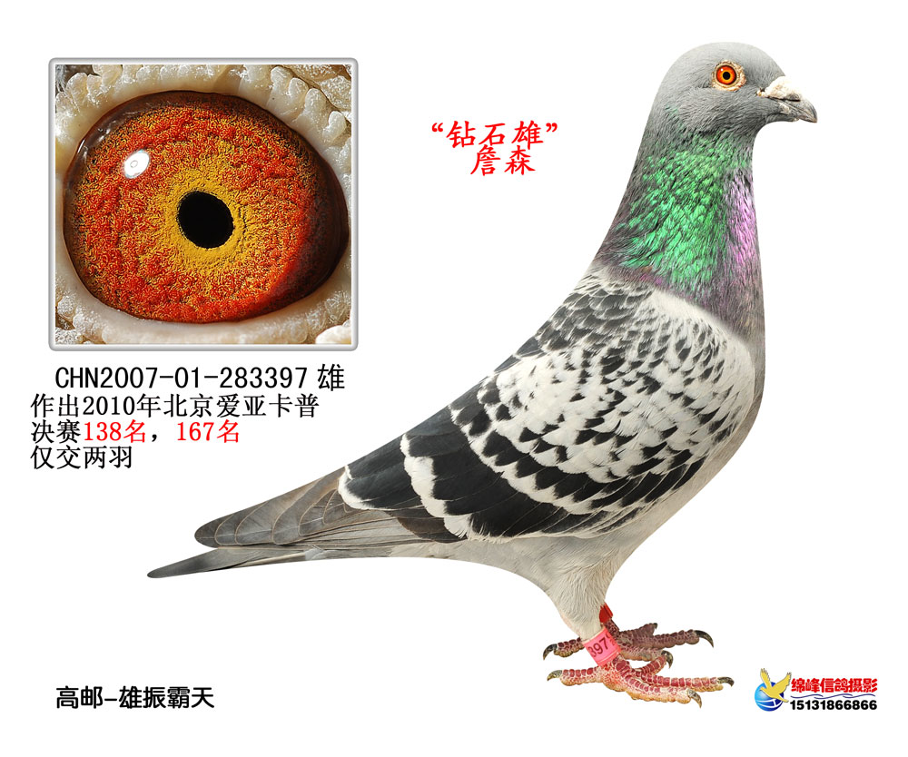 雄振霸天-中信网各地鸽舍