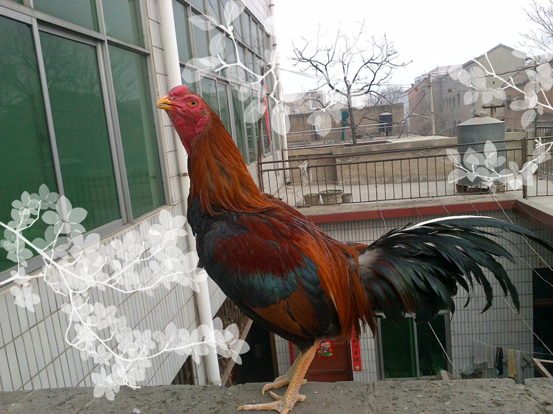 我从小受父亲的影响,喜欢养狗,斗鸡,从1981年上小学4年级时就开始养