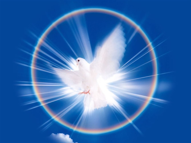 圣灵鸽子天使的图片图片