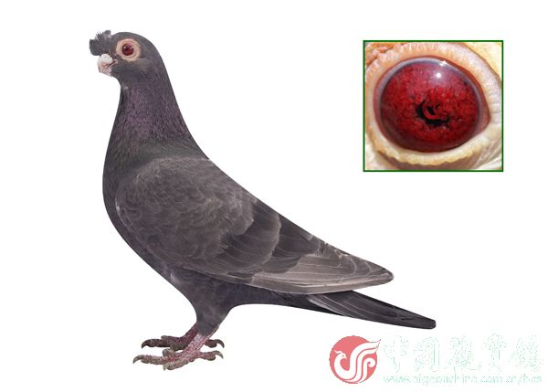 中国红血蓝鸽图片