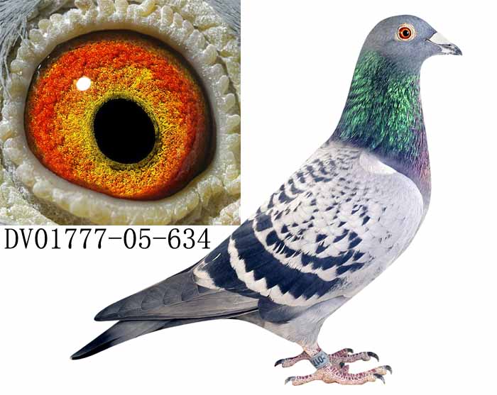 永胜鸽苑-中国信鸽信息网 www.chinaxinge.com