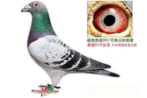 ����Ŵ�