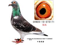 ���Ƹ�ʿ������